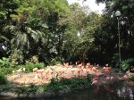 05 Flamingos