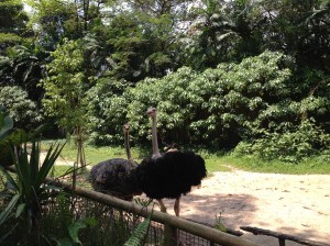 14 Sympas les autruches