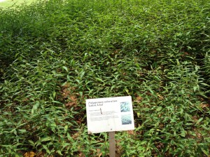 Délicieuse sauce laksa épicée ...