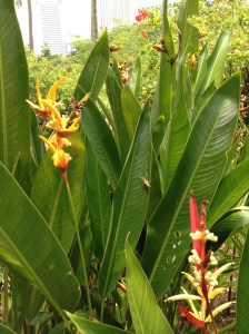 Heliconia