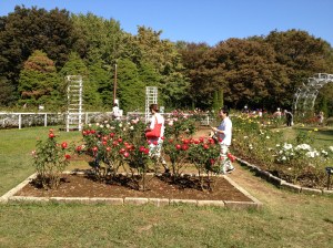 Les roses dans le parc yoyogi