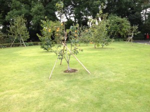 Un abricotier bien soigné