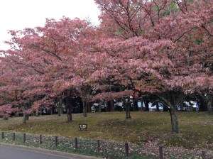 Couleurs d'automne au PArk Kitanomaru