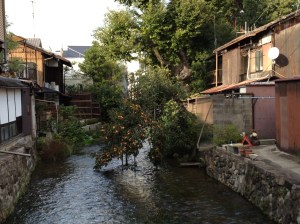 Les kakis poussent au-dessus du canal