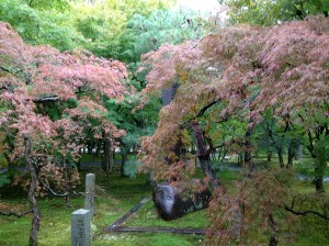 Les érables de Tofukuji