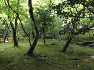 La mousse de Kyoto !