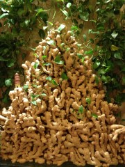 La déco de gingembre à l'entrée du restaurant