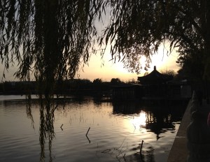 Joli coucher de soleil au travers des saules