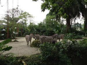 Zoo de Singapour