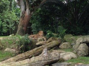 Zoo de Singapour