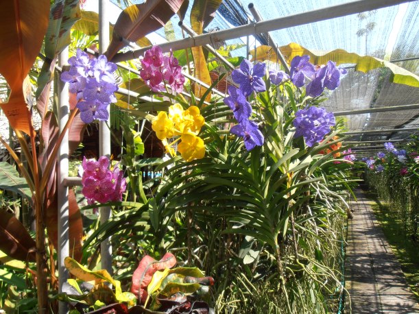 Orchids Farm