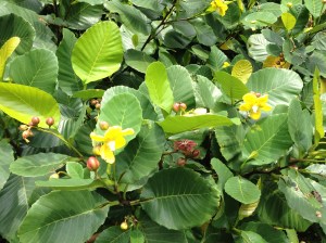 Simpoh Air de Malaisie