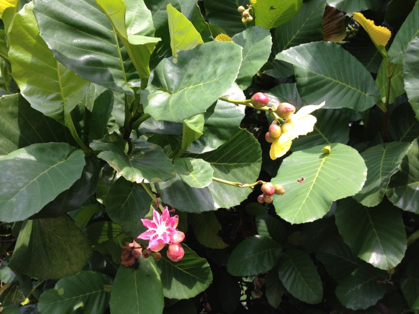 Simpoh Air de Malaisie