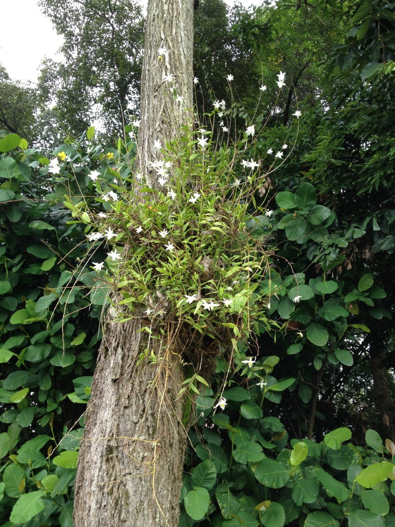 Décourageant de voir ces orchidées qui poussent ainsi!